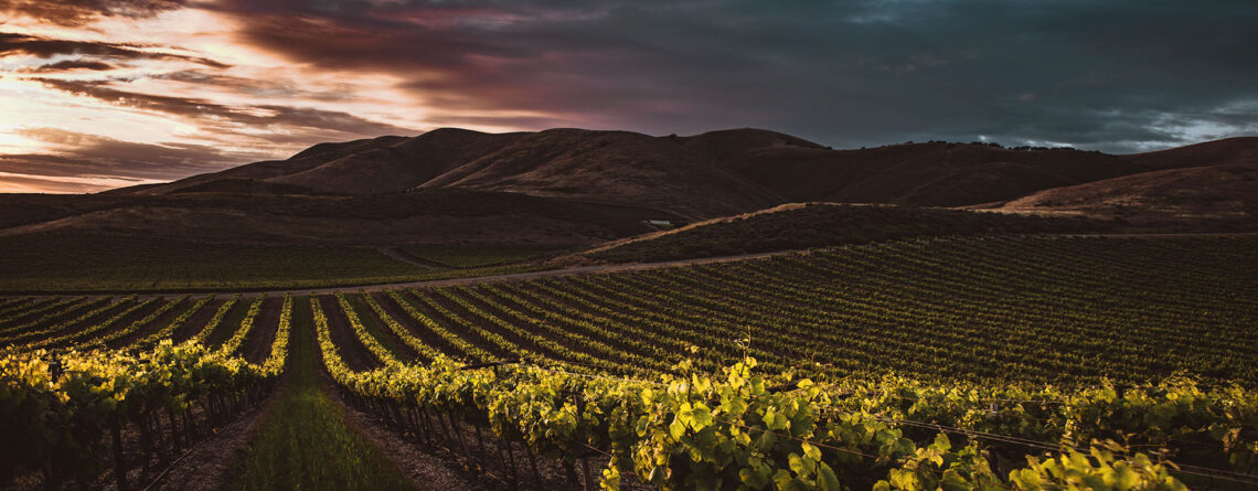 The Wines of Olympus