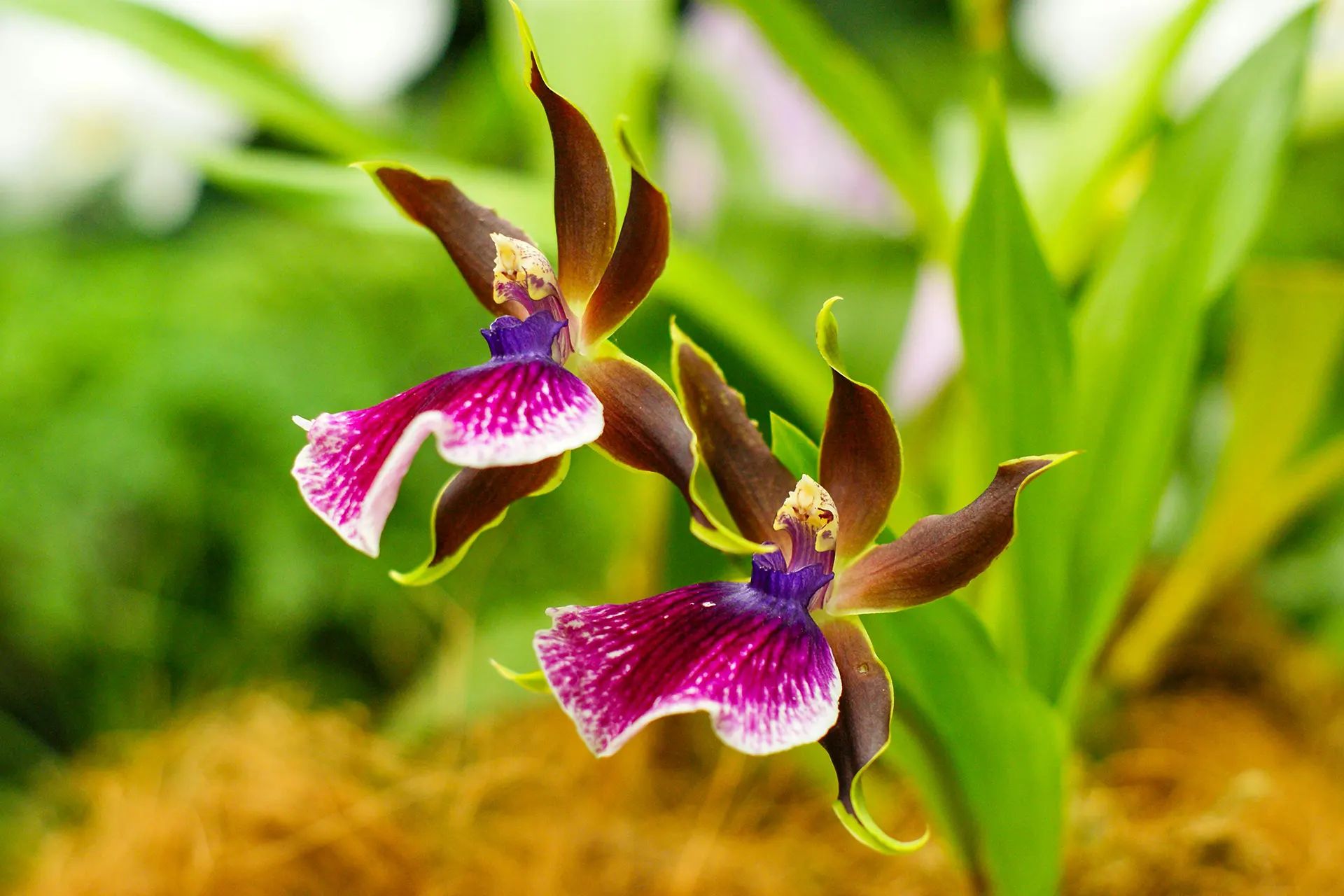 Wild Orchids of Mount Olympus