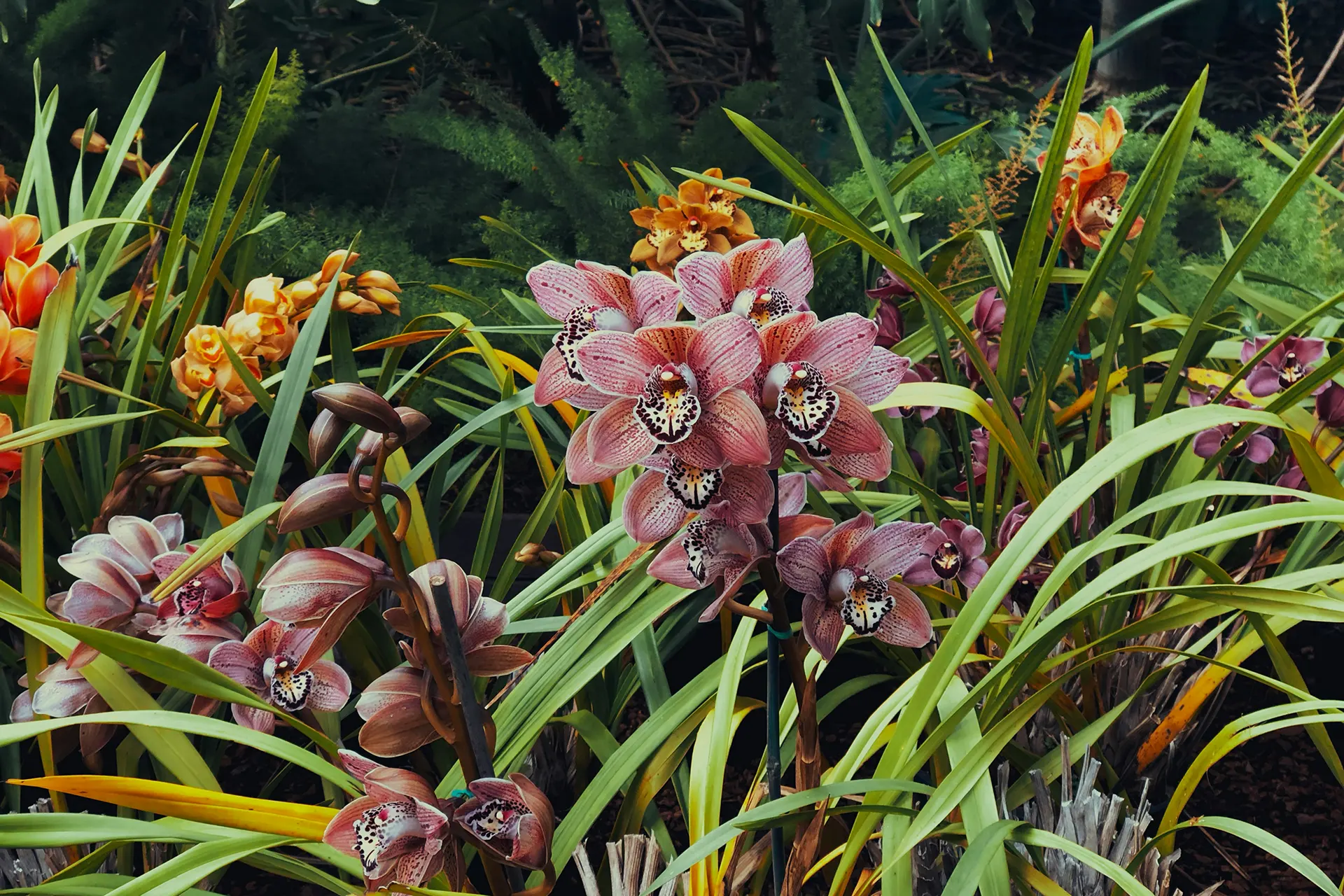 Wild Orchids of Mount Olympus