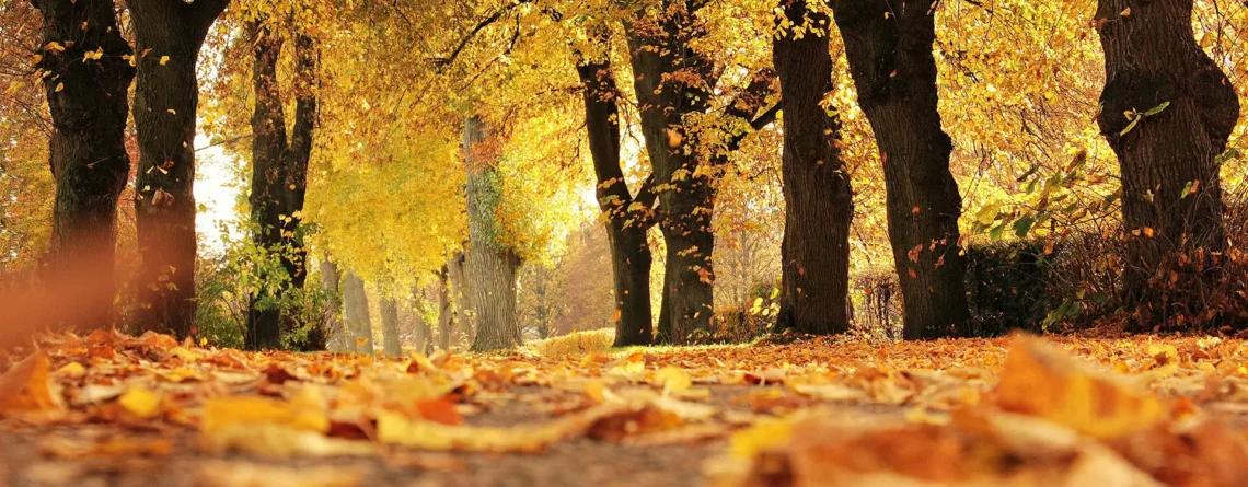 Autumn in Mount Olympus