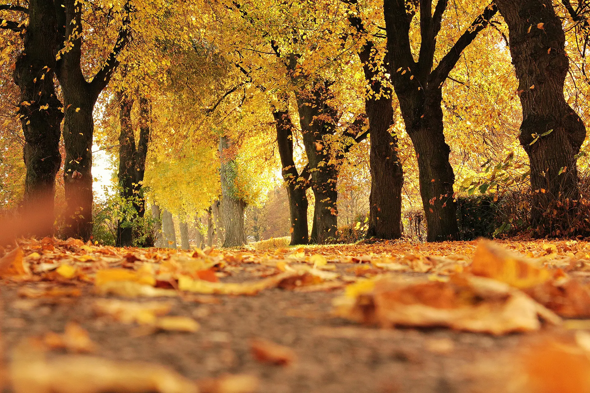 Autumn in Mount Olympus